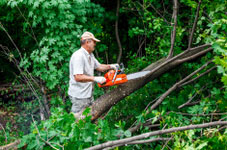 Tree Surgeons Woking Surrey